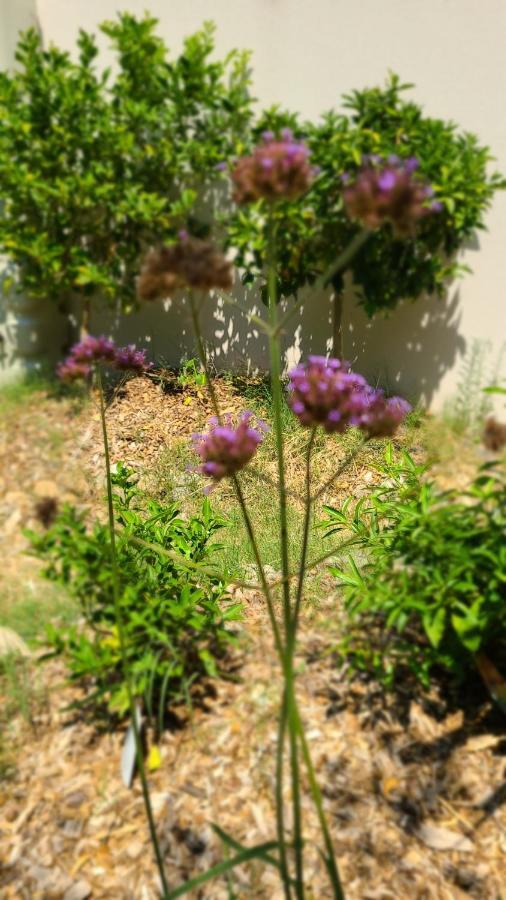 דירות מונפלייה Chez Nous Dans Notre Petit Jardin מראה חיצוני תמונה