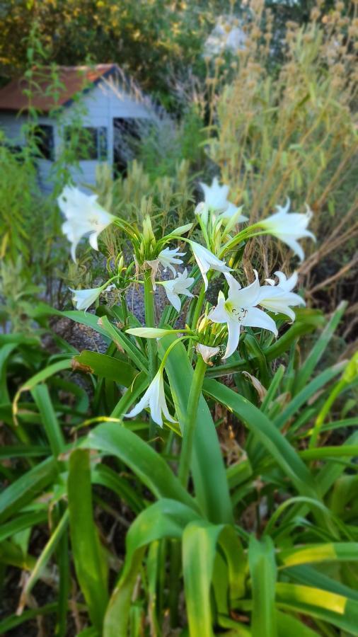דירות מונפלייה Chez Nous Dans Notre Petit Jardin מראה חיצוני תמונה